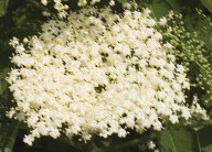 elderflower